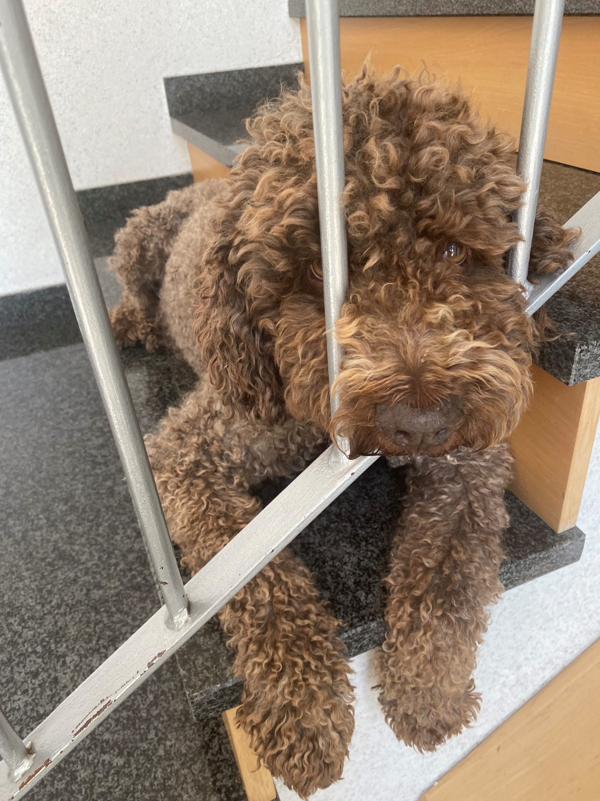 Tiergestützte Therapie